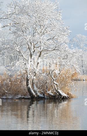 En hiver, des arbres et des roseaux enneigés ont été recouverts par un lac Banque D'Images