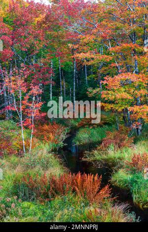 Couleur du feuillage d'automne dans les arbres près de la rivière sable, Nouvelle-Écosse, Canada. Banque D'Images