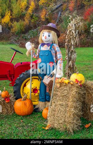 Un écran d'automne avec arnaque et tracteur rouge dans la vallée de Wentworth, en Nouvelle-Écosse, au Canada. Banque D'Images