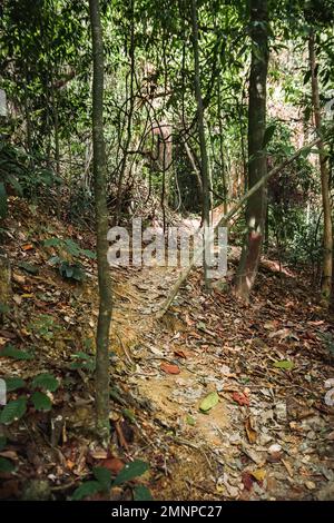 Chemin à travers la jungle verte dans le parc national de Mu Ko Lanta. Ko Lanta, Krabi, Thaïlande. Banque D'Images