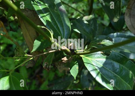 Vue de la tête d'un coléoptère de noix de coco assis sur la tige de cannelle vue d'en haut Banque D'Images