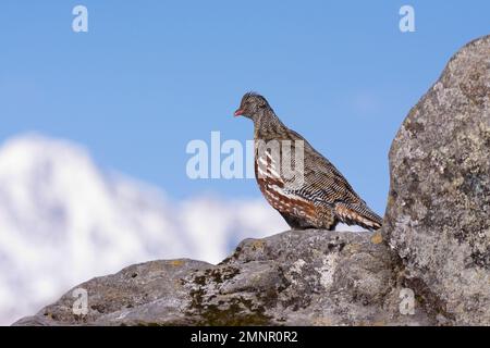 Perdrix (Lerwa lerwa) perché sur un rocher avec des montagnes en arrière-plan Banque D'Images