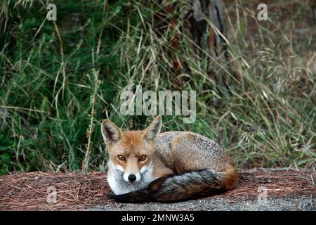 Renard européen (Vulpes vulpes) reposant sur le sol en regardant vers la caméra, gros plan, Parco Naturale della Maremme, Toscane, Italie Banque D'Images