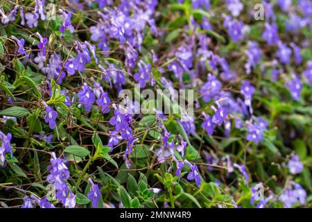 Un champ de fleurs étoiles roses. Image macro de fleurs violettes lilas printanières, arrière-plan floral abstrait et doux. Streptocarpus saxorum en fleurs. Violet Banque D'Images