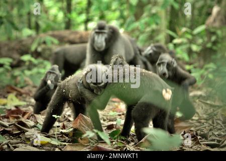 Les juvéniles de macaques à cragoût noir (Macaca nigra) Sulawesi sont impliqués dans des comportements agressifs les uns envers les autres dans la forêt de Tangkoko, au nord de Sulawesi, en Indonésie. Les scientifiques primates ont découvert que les comportements agressifs (menace et attaque) font partie des activités sociales macaques endémiques. Les vocalisations agressives (écorce, grunt, hochet, cri) et/ou les expressions faciales (bouche à moitié ouverte, dents à bec ouvert, stare, mouvement de la mâchoire) sont définies comme « menace ». Pendant ce temps, « attaque » inclut les comportements agressifs dépassant l'intensité de la menace en attaques sans contact (poursuite, fente et timbre)... Banque D'Images