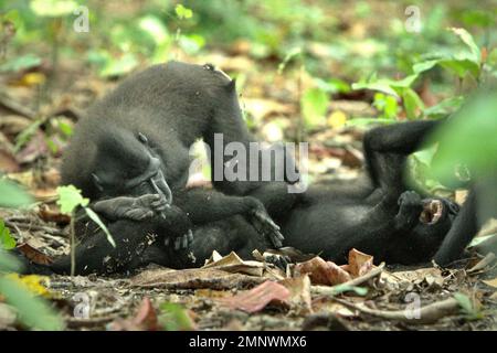 Les macaques à cragoût noir de Sulawesi (Macaca nigra) sont impliquées dans un comportement agressif les uns envers les autres dans la forêt de Tangkoko, au nord de Sulawesi, en Indonésie. Les scientifiques primates ont découvert que les comportements agressifs (menace et attaque) font partie des activités sociales macaques endémiques. Les vocalisations agressives (écorce, grunt, hochet, cri) et/ou les expressions faciales (bouche à moitié ouverte, dents à bec ouvert, stare, mouvement de la mâchoire) sont définies comme « menace ». Entre-temps, « attaque » inclut les comportements agressifs dépassant l'intensité de la menace en attaques sans contact (poursuite, fente, et timbre), attaques de contact (... Banque D'Images