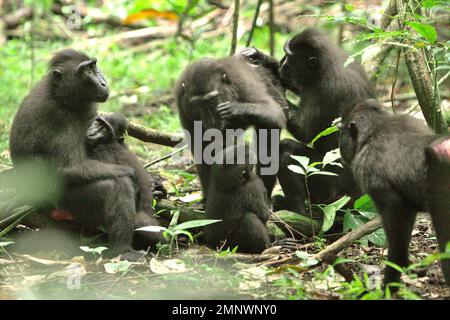 Un groupe de macaques à cragoût noir (Macaca nigra) de Sulawesi a une activité sociale dans la réserve naturelle de Tangkoko, au nord de Sulawesi, en Indonésie. Les effets du changement climatique sur les espèces endémiques peuvent être observés sur les changements de comportement et de disponibilité alimentaire, qui influent sur leur taux de survie. « Comme les humains, les primates surchauffent et se déshydratent par une activité physique continue par temps extrêmement chaud », selon un scientifique, Brogan M. Stewart, dans son rapport publié en 2021 sur la conversation. « Dans un avenir plus chaud, ils devraient s'ajuster, se reposer et rester à l'ombre pendant les périodes les plus chaudes... Banque D'Images