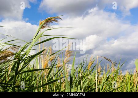 Roseau commune Phragmites australis. Epalets de malles secs et molletonnés de roseau commun sur fond de ciel bleu d'automne. Gros plan. Concept de la nature pour des Banque D'Images