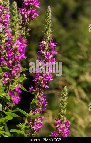 Fleurs roses de Loosestrife pourpre en fleurs Lythrum salicaria sur le rivage. Banque D'Images