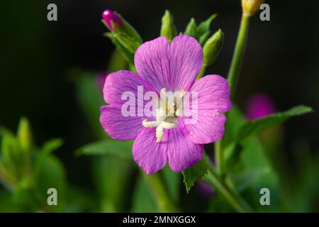 Un gros plan d'une grande fleur de willowherb, Epilobium hirsutum en fin de soirée d'été dans la nature estonienne. Banque D'Images