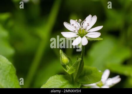 Myosoton aquaticum, Chickweed géant, Caryophyllaceae. Plante sauvage au printemps. Banque D'Images