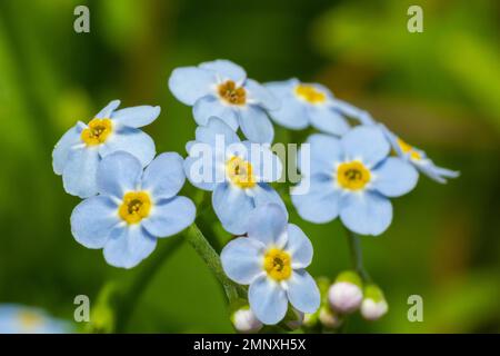 Belles petites fleurs de prairie bleu clair et blanc. Petites fleurs de printemps fraîches. Oubliez-moi de ne pas fleurir sur fond vert herbacé. Myosotis, alpestri Banque D'Images