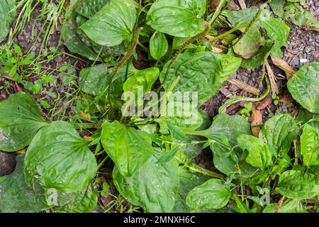 Plantago Major Plantago, Plantain, moût il y a 3-5 veines parallèles qui divergent dans la feuille plus large. Les inflorescences sur les longues tiges avec SPI court Banque D'Images