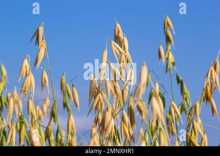 Avena sativa, avoine commune, céréales cultivées pour la consommation humaine sous forme de flocons d'avoine et d'avoine roulée. Banque D'Images