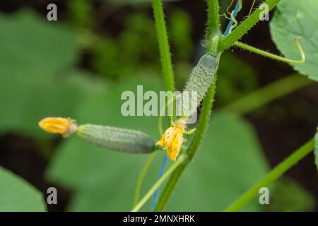 ovaire en fleurs de jeunes légumes frais biologiques, concombres en pleine croissance sur le terrain. Contexte agricole de printemps. Banque D'Images