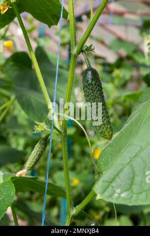 Jeunes concombres verts légumes suspendus sur des lianas de plantes concombres dans la maison verte. Banque D'Images