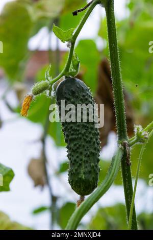 Jeunes concombres verts légumes suspendus sur des lianas de plantes concombres dans la maison verte. Banque D'Images