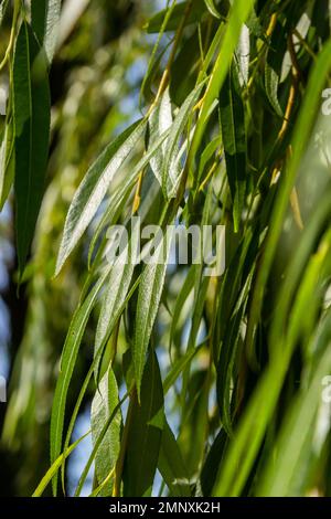 Le saule doré pleurant est l'arbre pleurant le plus populaire et le plus cultivé dans les régions tempérées chaudes du monde. Banque D'Images