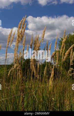 Calamagrostis epigejos est une plante herbacée vivace de la famille des jambes minces avec un long rhizome rampant. Banque D'Images