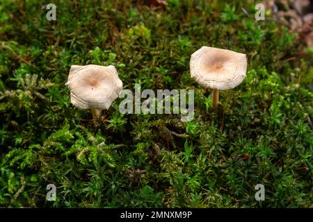 Collybia Gymnopus dryophilus, Untergroningen, Abtsgmuend fond de mousse verte. Banque D'Images