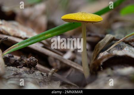 Chapeau de campagne jaune Bolbitius titubans parfois appelé champignon jaune d'oeuf. Banque D'Images