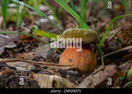 Boletus erythopus ou Neoboletus luridiformis champignon dans la forêt poussant sur l'herbe verte et humide terrain naturel en automne saison. Boletus luridiforme Banque D'Images