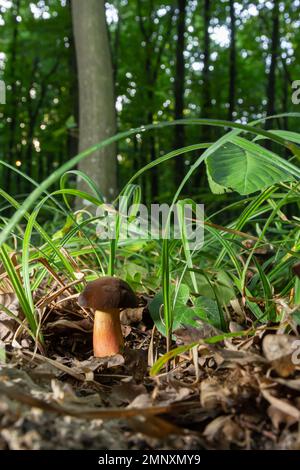 Boletus erythopus ou Neoboletus luridiformis champignon dans la forêt poussant sur l'herbe verte et humide terrain naturel en automne saison. Boletus luridiforme Banque D'Images