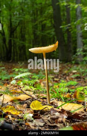 Champignon comestible Hyménopellis radicata ou Xerula radicata sur un pré de montagne. Connu sous le nom de champignon à racine profonde ou tige d'enracinement. Champignons sauvages poussant dans Banque D'Images