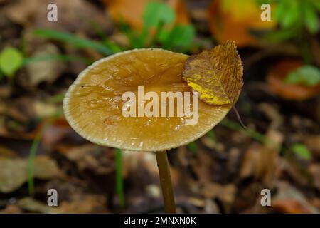 Champignon comestible Hyménopellis radicata ou Xerula radicata sur un pré de montagne. Connu sous le nom de champignon à racine profonde ou tige d'enracinement. Champignons sauvages poussant dans Banque D'Images