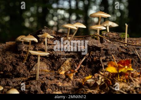 Groupe de champignons de l'espèce Baeospora myosura. Banque D'Images