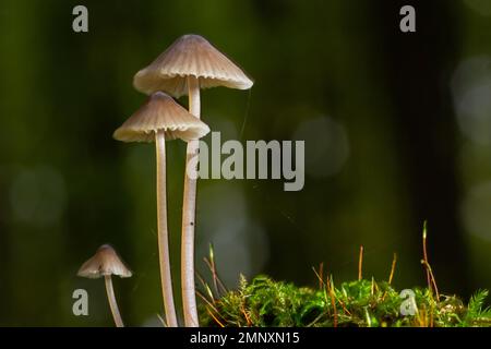 Le champignon Mycena galopus pousse sur de la mousse verte dans la forêt. Banque D'Images