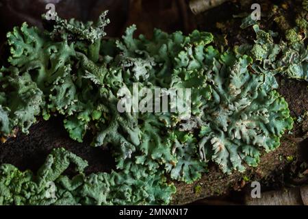 Lichen - Parmotrema reticulatum croissant sur le log tombé. Banque D'Images