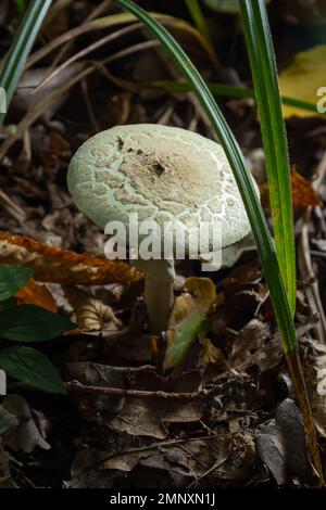 Un gros plan d'Amanita citrina, fausse calotte de mort ou citronne amanita . Banque D'Images