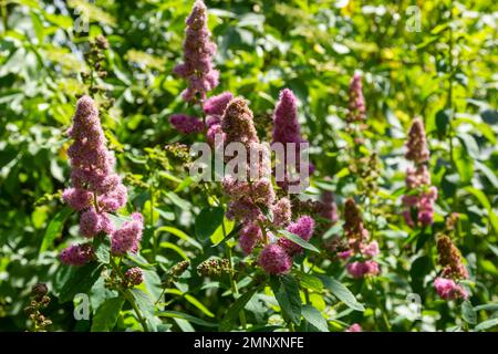 Fleurs de Spiraea douglasii ou Spiraea salicifolia ou steeplebush, spirée de Douglas, douglasspirea ou spirée de rose. Banque D'Images