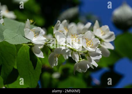 Philadelphus coronarius fleurs blanches douces de couleur orange-maquette en fleur sur les branches arbustives, fleur de bois de chien anglais plante ornementale sauvage, feuilles vertes. Banque D'Images