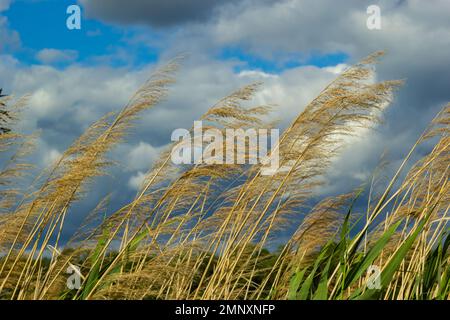 Roseau commune Phragmites australis. Epalets de malles secs et molletonnés de roseau commun sur fond de ciel bleu d'automne. Gros plan. Concept de la nature pour des Banque D'Images