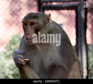 Portrait d'un adulte rhésus macaque (Macaca mulatta) : (pix Sanjiv Shukla) Banque D'Images