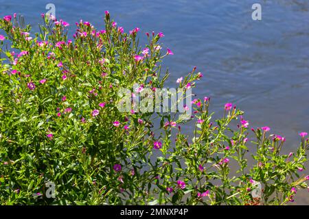 Epilobium hirsutum, grande coiffure willowherb gros plan, flou. Banque D'Images