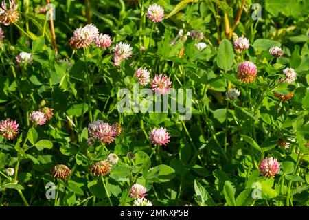 Magnifique paysage floral blanc, rose et vert de prairie plein de trèfle Alsike trifolium hybridum. Fleurs rose pâle et blanchâtres en été. Banque D'Images