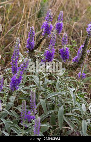 Veronica spicata est une plante herbacée vivace, une espèce du genre Veronica de la famille des plantains Plantaginaceae. Ornemental. Banque D'Images