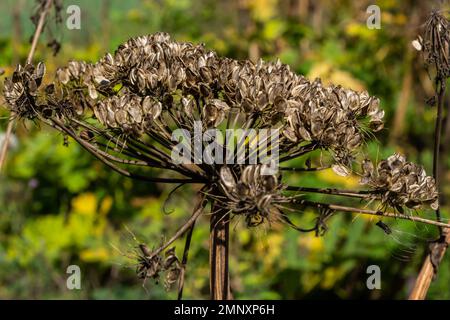 Heracleum Sosnowskyi fond de ciel. Toutes les parties de Heracleum Sosnowskyi contiennent l'allergène toxique intense furanocoumarine. Banque D'Images