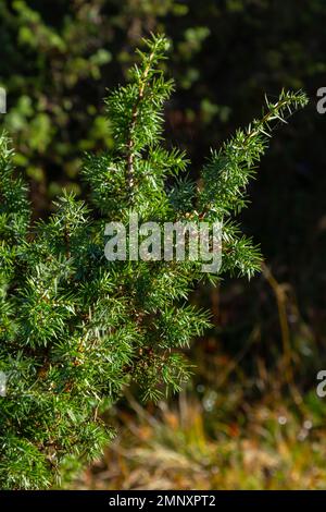 Juniperus communis, le genévrier commun, est une espèce de conifères de la famille des Cupressaceae. Les branches du genièvre commun Juniperus communis sur un b vert Banque D'Images