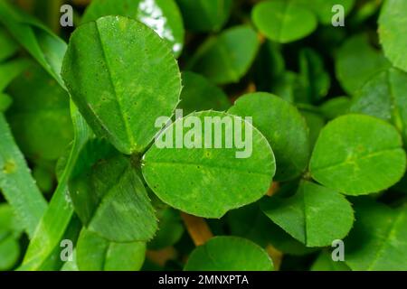 Lucky Irish four Leaf Clover in the Field pour St. Symbole des fêtes de la fête de Patrick. avec des roches à trois feuilles. Banque D'Images