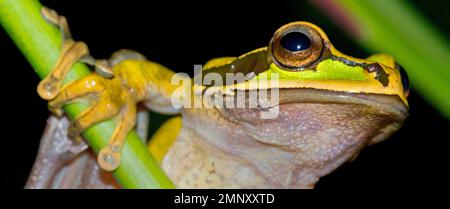 Grenouille d'arbre à bandes croisées de la Nouvelle Grenade, Smilisca phaeota, forêt tropicale, parc national de Corcovado, zone de conservation d'Osa, péninsule d'Osa, Costa Rica, Banque D'Images