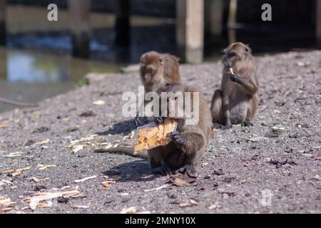 Le singe macaque grignote un sac en plastique avec des croûtes de pain tout en étant assis sur le sol. Mise au point sélective, arrière-plan flou. Vue avant. Image horizontale Banque D'Images