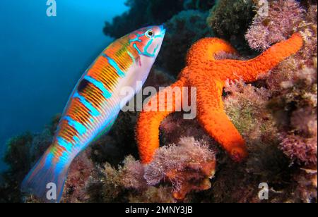 Wrasse richement ornée, Thalassoma pavo, l'étoile de la mer Méditerranée, Echinaster seposituus, parc régional de Cabo Cope Puntas del Calnegre, mer Méditerranée, Murcie, Banque D'Images