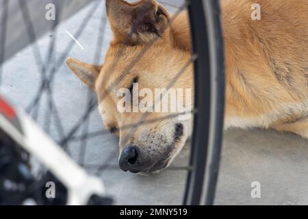 Portrait d'un chien dormant à midi tropical dans l'ombre sur un carrelage, Thaïlande Banque D'Images