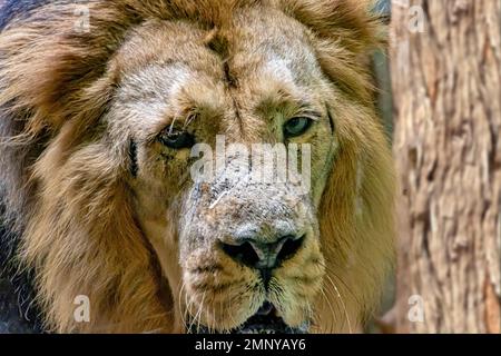 Le lion asiatique - panthera leo persica Banque D'Images