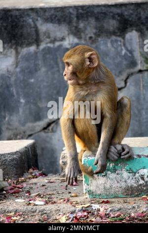 Rhesus macaque juvénile (Macaca mulatta) au repos : (pix Sanjiv Shukla) Banque D'Images