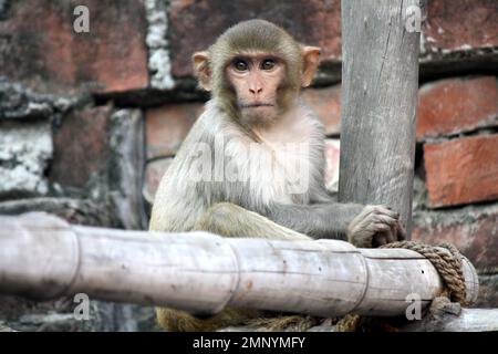 Rhesus macaque juvénile (Macaca mulatta) au repos : (pix Sanjiv Shukla) Banque D'Images